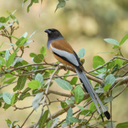 Rufous Treepie