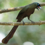 Rufous Treepie