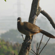 Rufous-vented Chachalaca