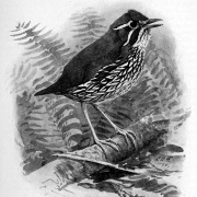 Rufous-vented Tapaculo