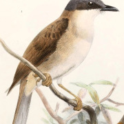 Rufous Whistler