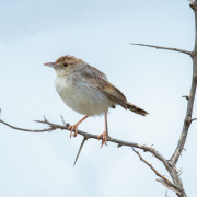 Rufous-winged Cisticola