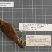 Rufous-winged Illadopsis