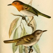 Rufous-winged Tyrannulet