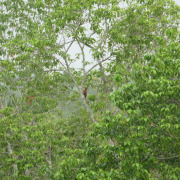Rufous Woodpecker