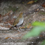 Russet Nightingale-Thrush