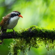 Rusty-cheeked scimitar babbler