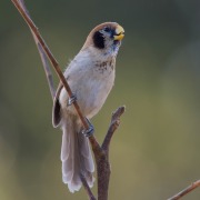 Rusty-necked parrotbill