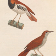 Ryukyu Robin
