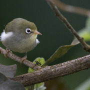 São Tomé white-eye
