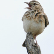 Sabota lark