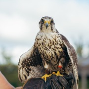Saker falcon