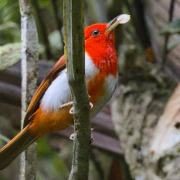 Salmon-colored Tanager