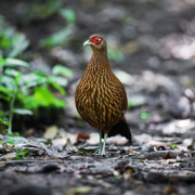 Salvadori's pheasant