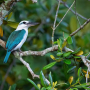 Samoan kingfisher