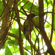 Samoan White-eye