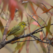 Orange River White-eye