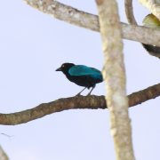 San Blas Jay