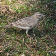 Sand Lark