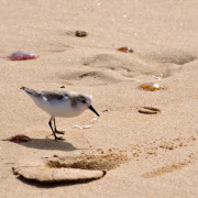 Sanderling