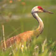 Sandhill Crane