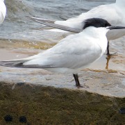 Sandwich Tern