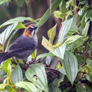 Santa Marta Brushfinch
