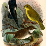 Sao Tome Spinetail