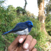 Sapphire Flycatcher