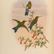Sapphire-vented Puffleg