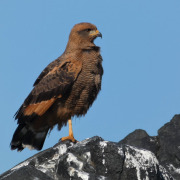 Savanna Hawk
