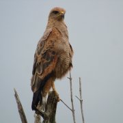 Savanna Hawk