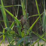 Savi's Warbler