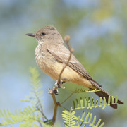 Say's Phoebe