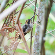 Scale-throated Hermit