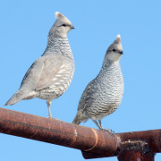 Scaled Quail