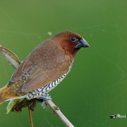 Scaly-breasted Munia