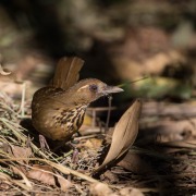 Scaly Laughingthrush