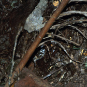 Scaly Thrush