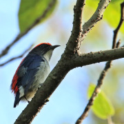 Scarlet-backed Flowerpecker