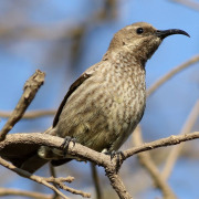 Scarlet-chested Sunbird