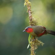 Scarlet-faced Liocichla
