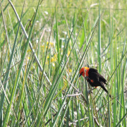 Scarlet-headed Blackbird