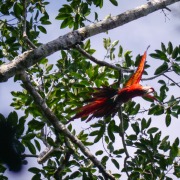 Scarlet Macaw