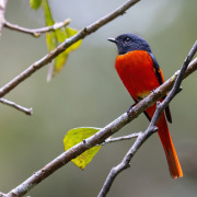 Scarlet Minivet