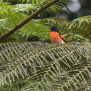 Scarlet Minivet