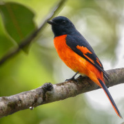 Scarlet Minivet