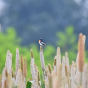 Scarlet Minivet