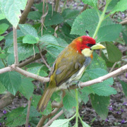 Scarlet-thighed Dacnis