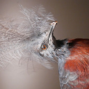 Scheepmaker's Crowned Pigeon